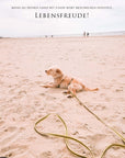 we are Forelsker Hundegeschichten
