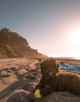 We Are Forelsket Hundegeschichten