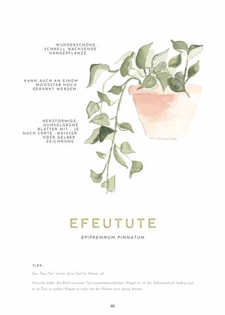 we are forelsket Tips für Pflanzenneulinge 