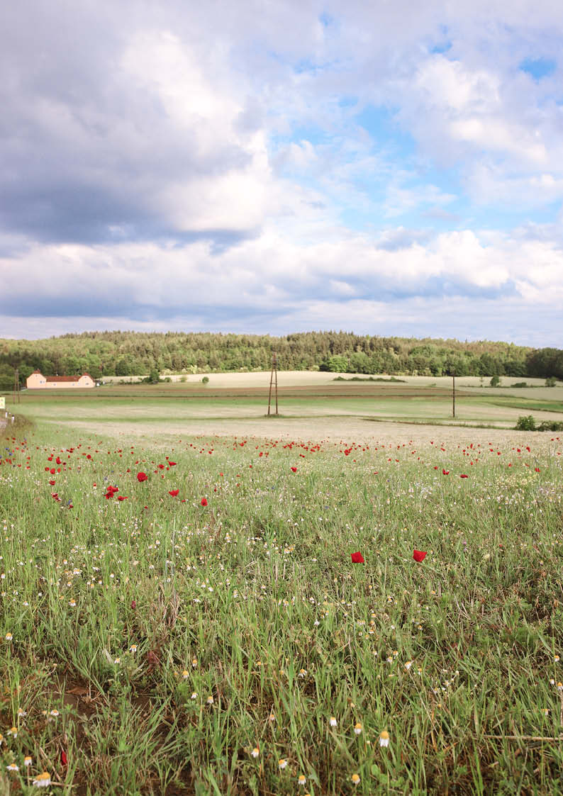 we are Forelsket Waldviertler Mohn